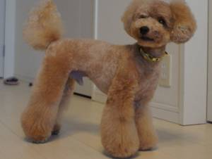 О породе КАРЛИКОВЫЙ ПУДЕЛЬ