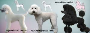 Стрижка Пуделя