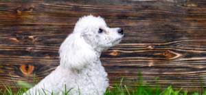 Одежда для пуделя