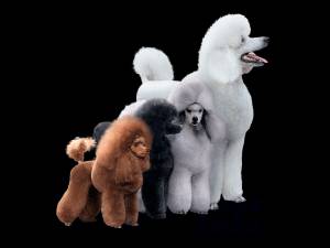 Пудель Описание, плюсы и минусы, выбор щенка, питомники