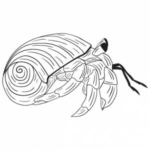 Рисунок рака-отшельника