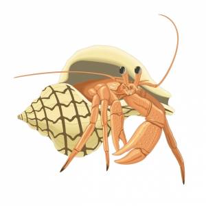 Рак отшельник