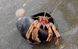 Мелководный рак-отшельник из меловых отложений России оказался предком современных глубоководных пагуроидов