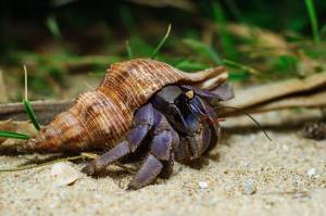 Рак-отшельник