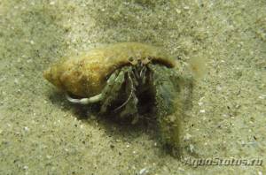Рак отшельник Диоген