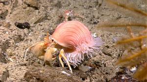 Рак-отшельник