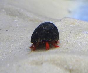 Рак-отшельник красноногий