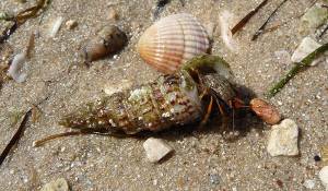 РАК ОТШЕЛЬНИК ᐈ Фото и описание ✓