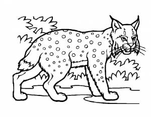 Раскраска Рысь