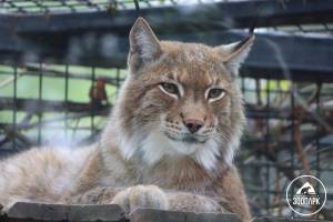 Почему у рыси короткий хвост?» · Новости · Муниципальное Бюджетное Учреждение Культуры «Зоопарк»