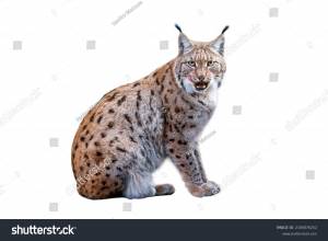 Животные рысь