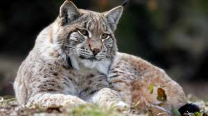 Вятские картины на холсте Рысь животное отдых профиль кошка на подрамнике