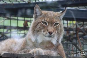 Почему у рыси короткий хвост?» · Новости · Муниципальное Бюджетное Учреждение Культуры «Зоопарк»