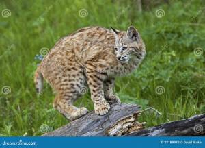 19,023 рысь стоковые фото