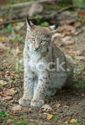 Молодые Рыси В Осень Стоковые Фотографии