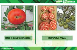 Нарушение формы плодов томатов