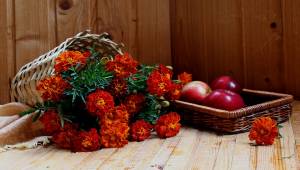 Маринуйте огурцы и помидоры с этими цветами, рвите шаблоны