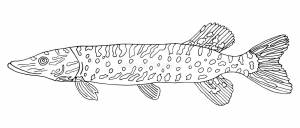 Раскраска рыба щука