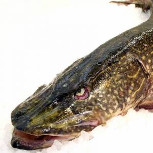 охлажденную щуку в интернет-магазине недорого с доставкой