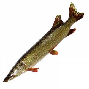 охлажденную щуку в интернет-магазине недорого с доставкой