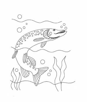 Раскраска щука  и