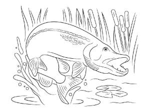 Раскраски Щука рыба