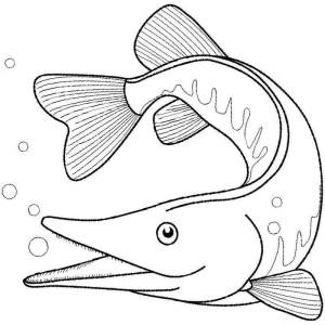 Раскраски Щука для детей