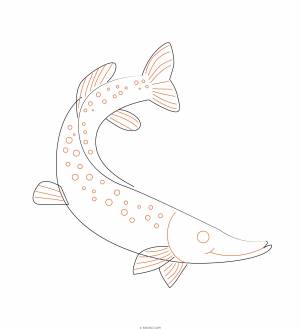 Рисунок щуки карандашом поэтапно