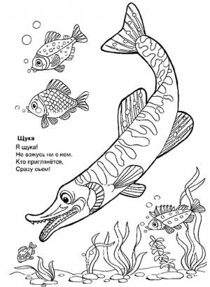 Раскраска щука ,   рисовать онлайн