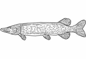 Рисунок щуки карандашом