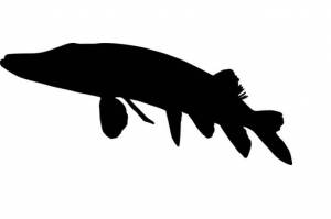 Трафареты щуки для вырезания из бумаги