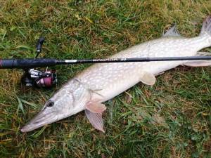 Как ловить щуку с берега осенью на мелководных прудах