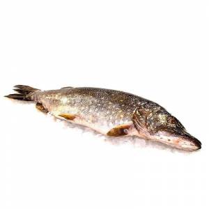 охлажденную щуку в интернет-магазине недорого с доставкой