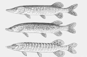 Промысловая рыба щука