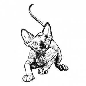 Сфинкс кошка рисунок