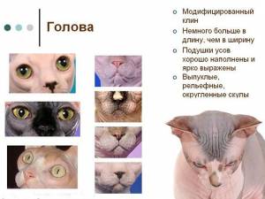 Cтандарт породы