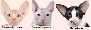 О породе Канадский сфинкс