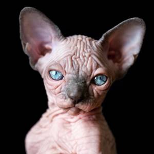 Портрет котенка канадского сфинкса с большими голубыми глазами на черном фоне