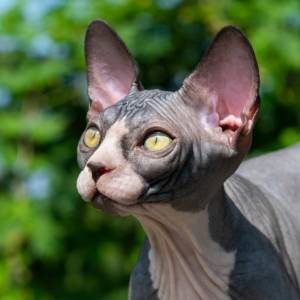 Котенок канадского сфинкса черно-белого окраса напряженно смотрит вверх, будто хочет задать вопрос портрет