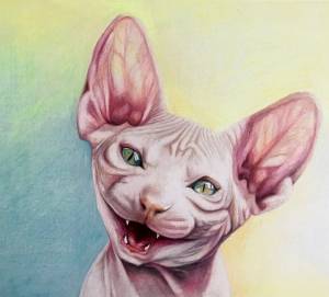 Сфинкс кошка рисунок