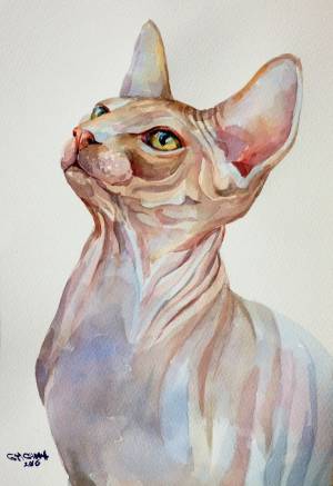 Сфинкс кошка в природе