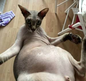 Как мы кота худеем
