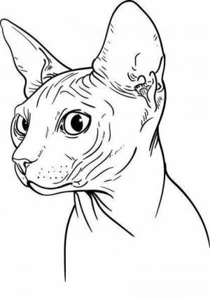 Сфинкс кошка рисунок