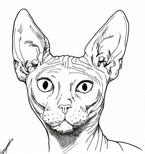 Раскраски сфинкс котенок