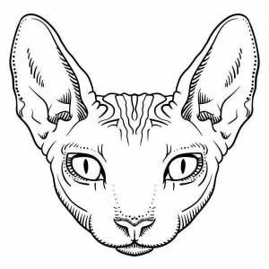 Раскраски сфинкс котенок