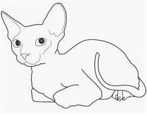 Раскраски Сфинкс кошка