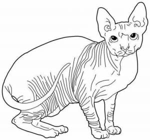 Раскраски Сфинкс кошка