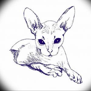 Раскраски котики сфинкс