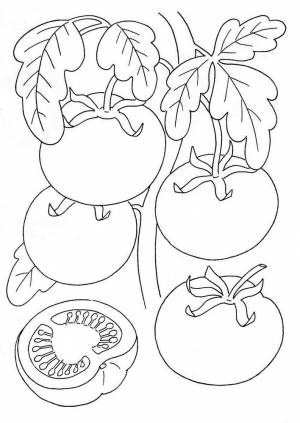 Раскраска Помидор