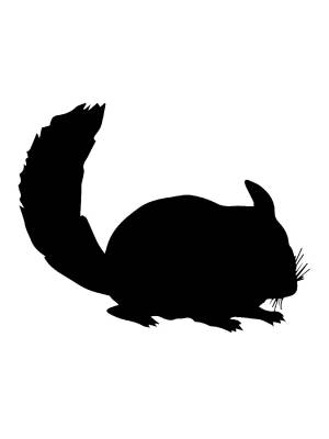 Трафареты Шиншиллы